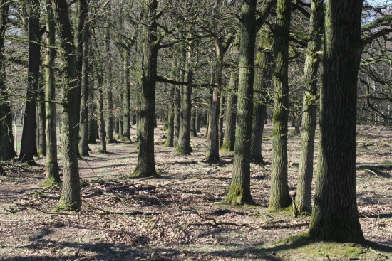 Grote Heide