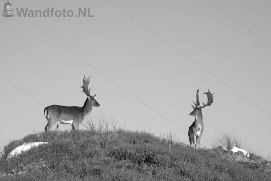 Herten IJmuiderslag