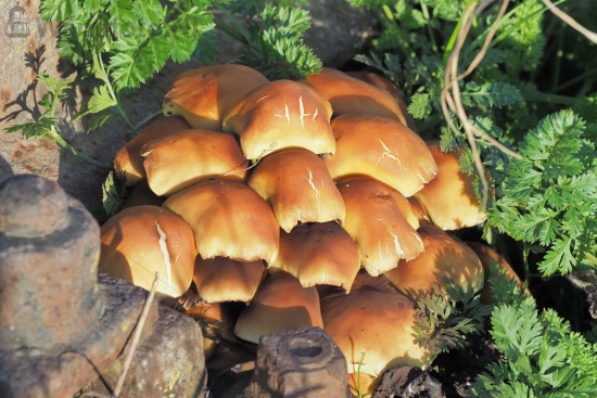 Paddenstoelen