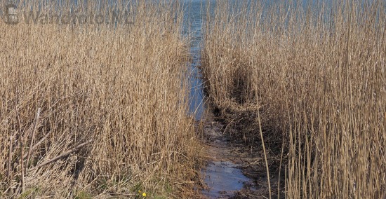 Riet