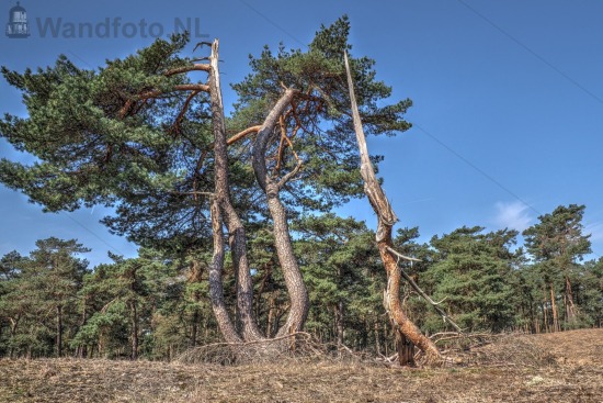 Moorland