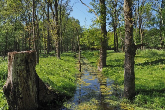 Moerasgebied Duin- en Kruidberg
