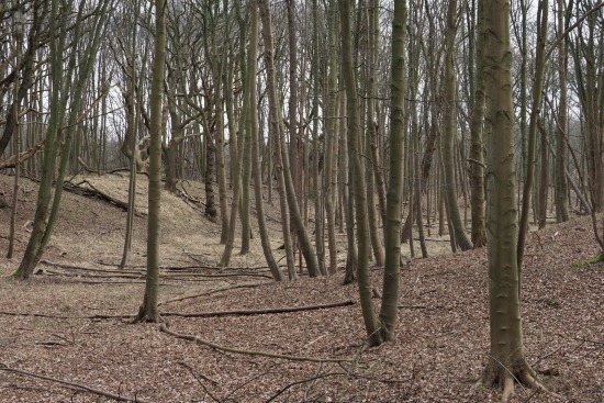 Bomen Duin- en Kruidberg