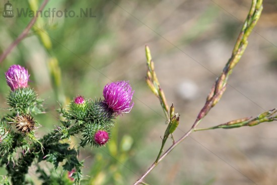 Bloem