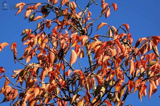 Herfst