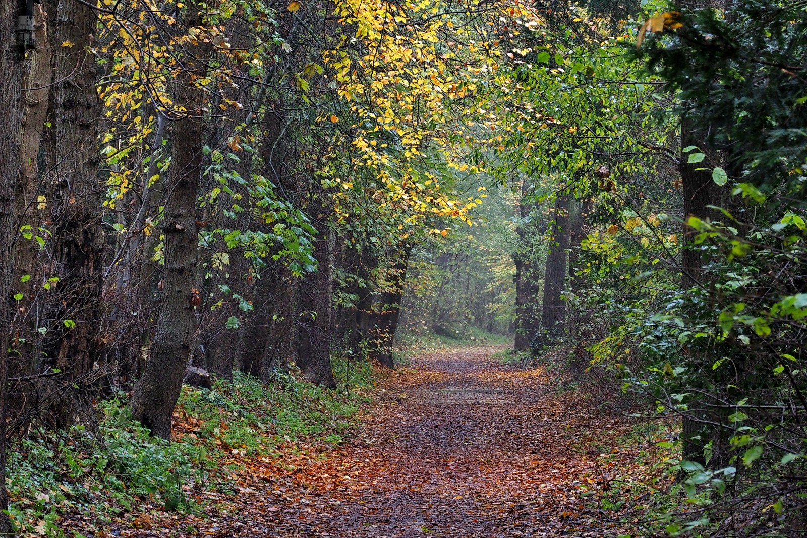 Herfst