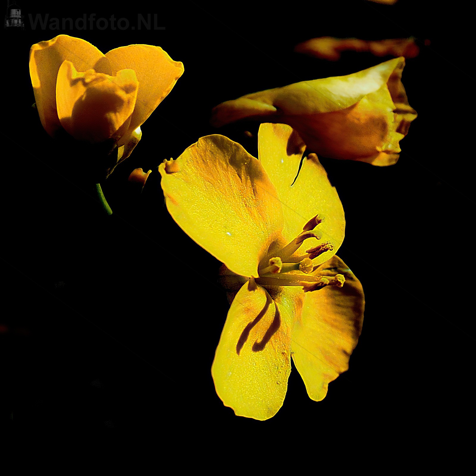 Boterbloemen