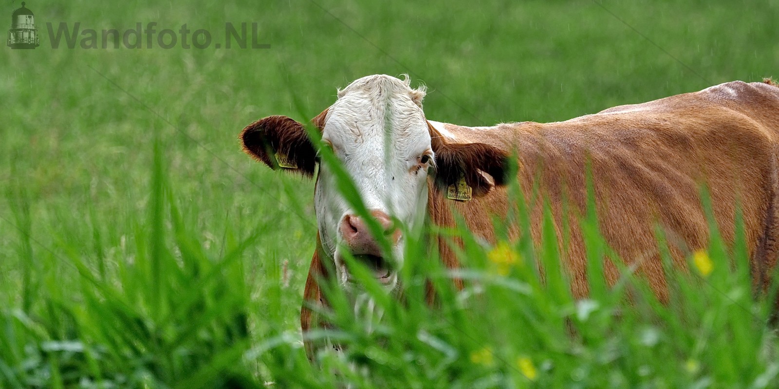 Koe in de wei