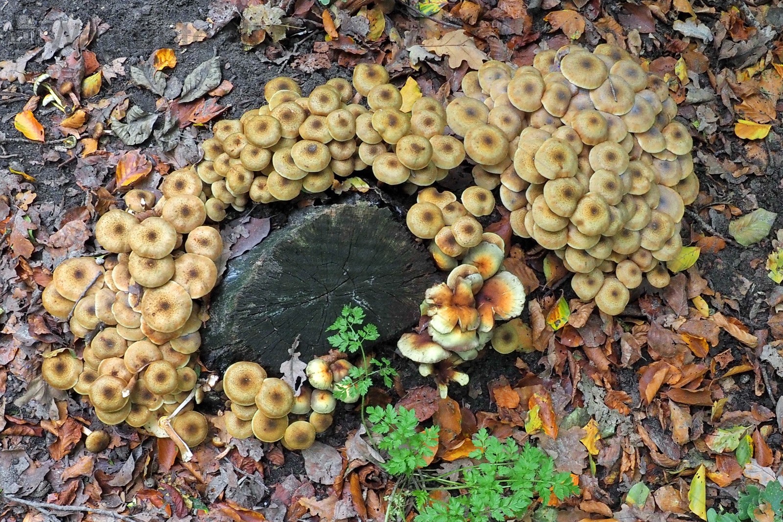 Paddesloelen
