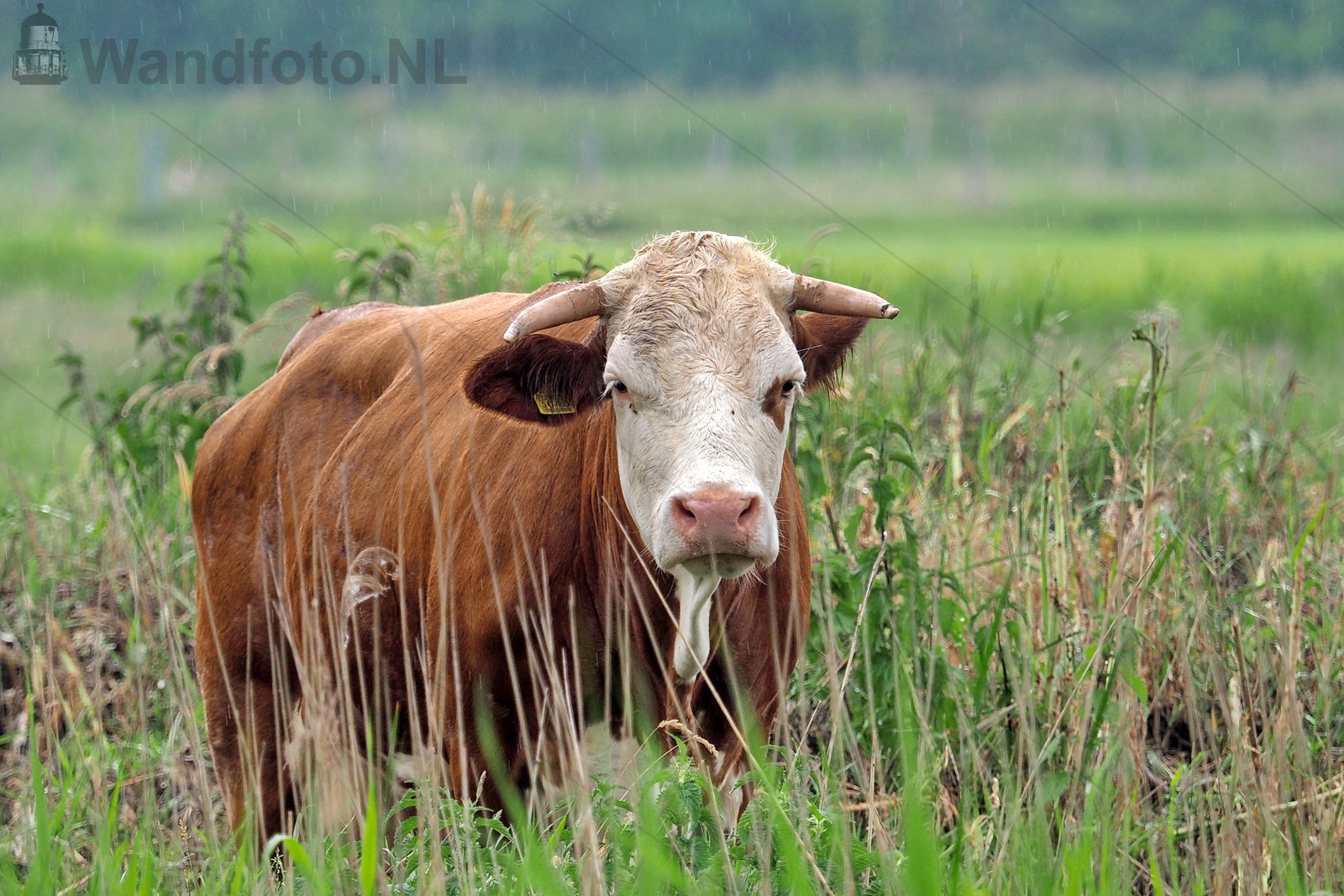 Koe in de wei