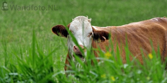 Koe in de wei
