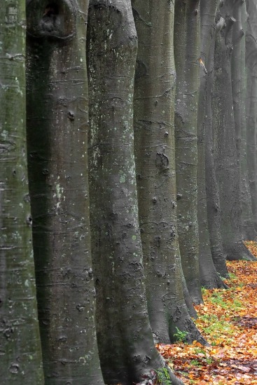 Herfst