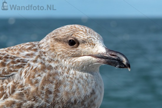 Meeuw