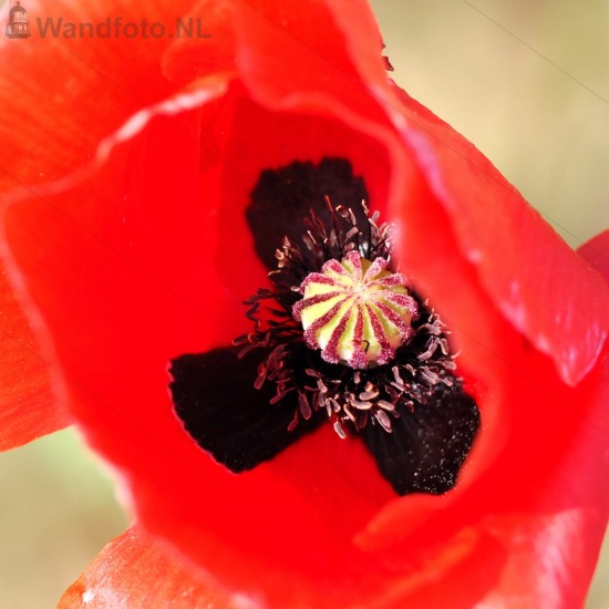 Poppy