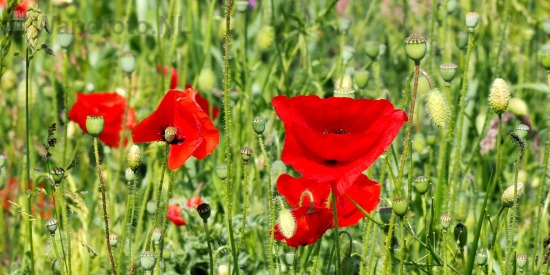 Poppies