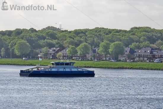 NZK Pont 100