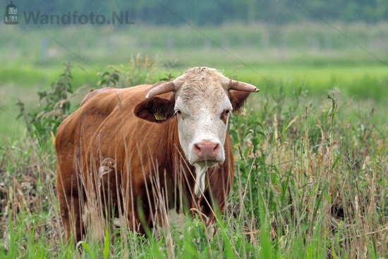 Koe in de wei