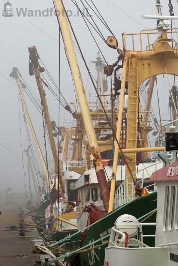 Kotters in de mist