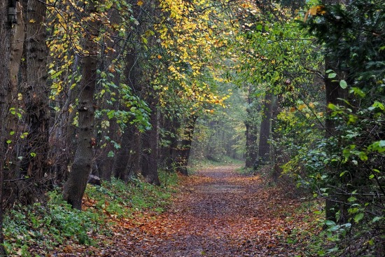Herfst
