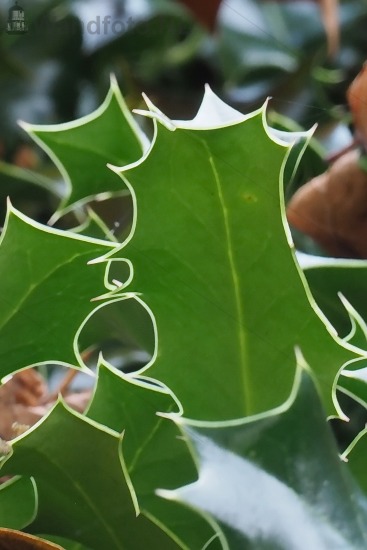 Hulst-bladeren