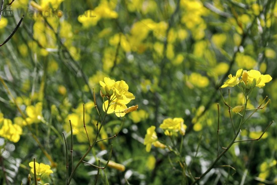 Boterbloemen