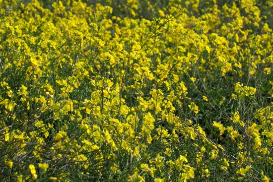 Boterbloemen