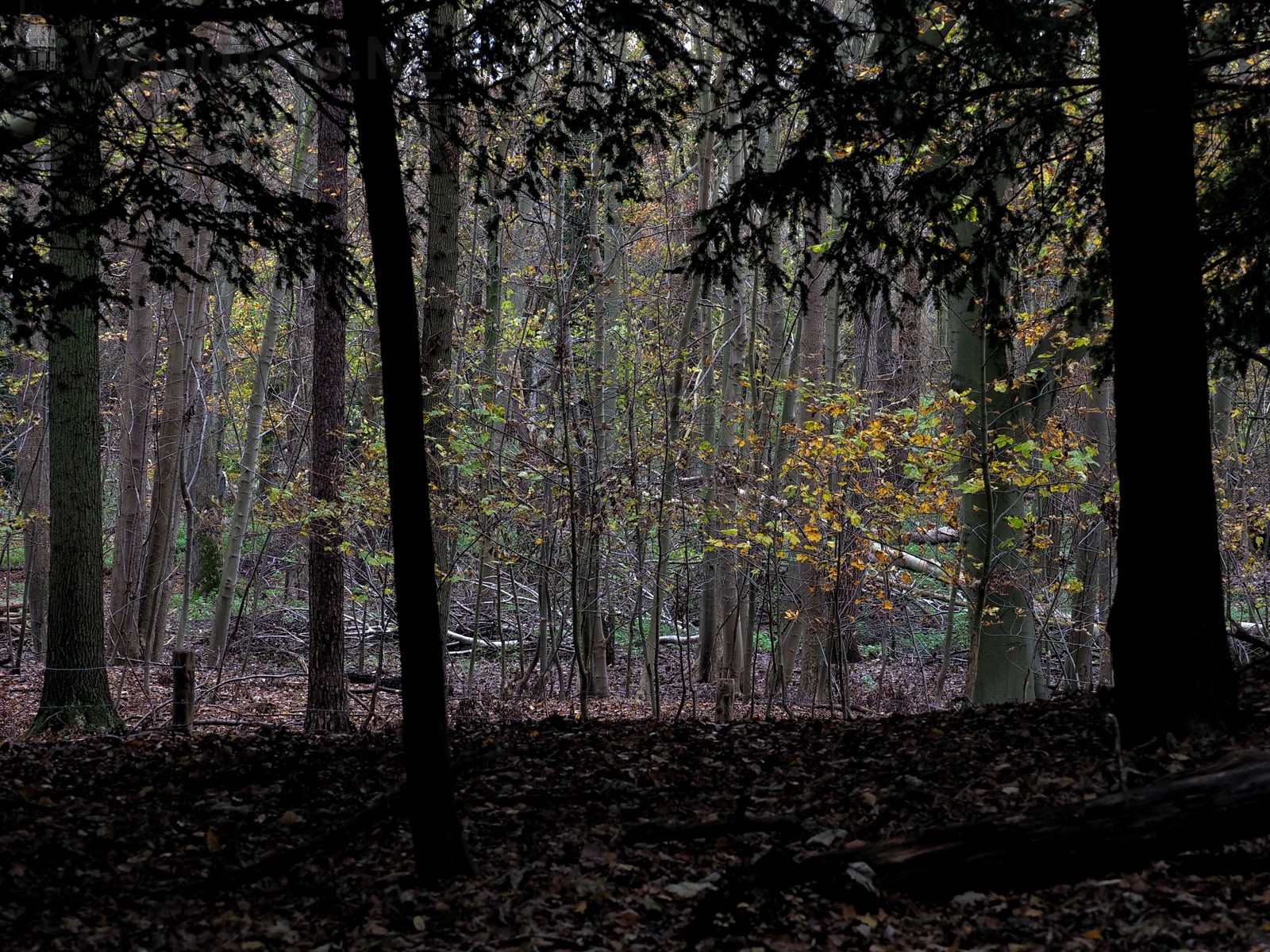 Herfst