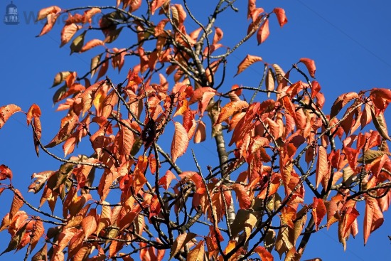 Herfst