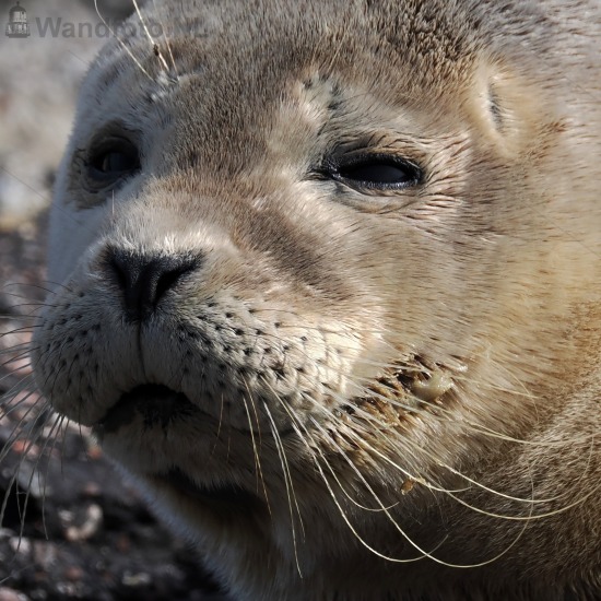 Zeehond