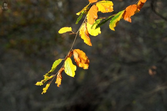 Herfst