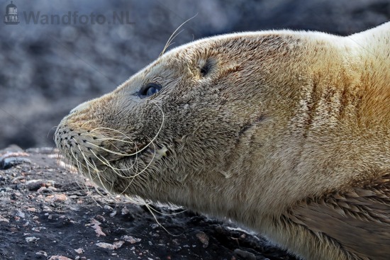 Zeehond