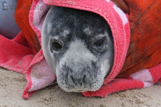 Jonge zeehond gevonden